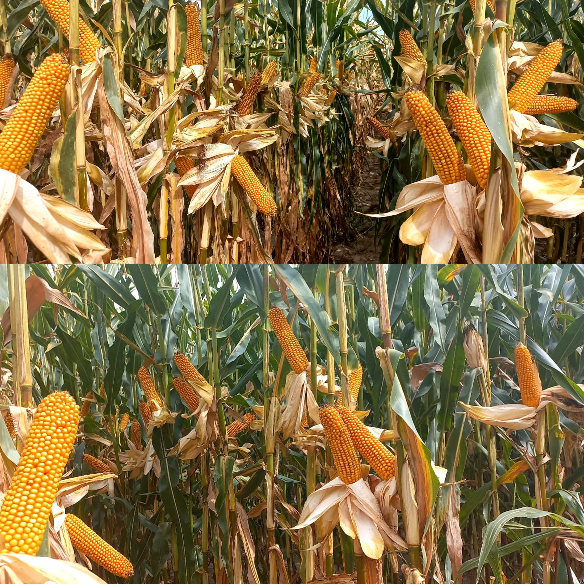 KUKURYDZA DOGENA FAO 250-260 JS. 50 TYŚ. NASION - obrazek 2