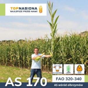 KUKURYDZA AS 170 FAO 320 - Kiszonkowy gigant