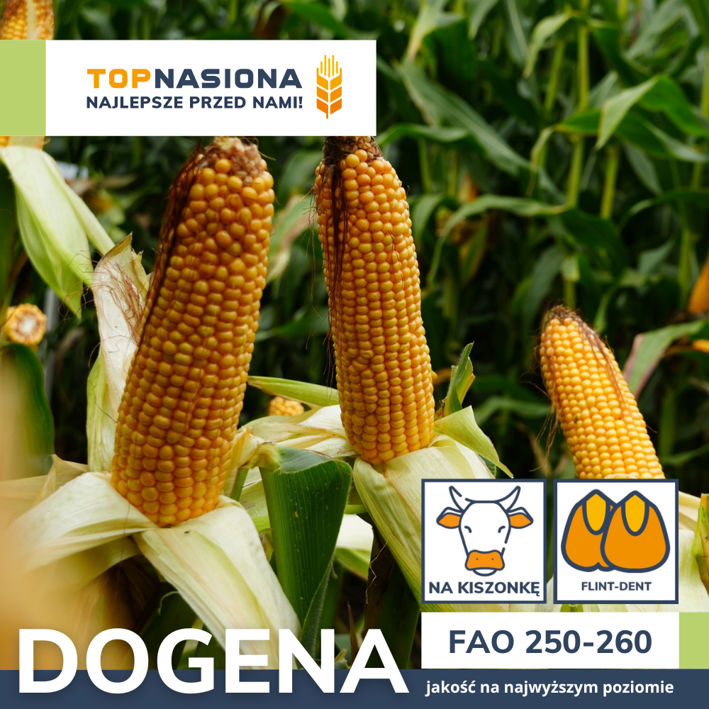 KUKURYDZA DOGENA FAO 250-260 JS. 50 TYŚ. NASION - obrazek 3